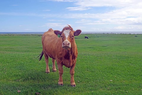 Brown cow on green meadow with blue sky in the background, Humour, Aberdeenshire, Scotland, Great