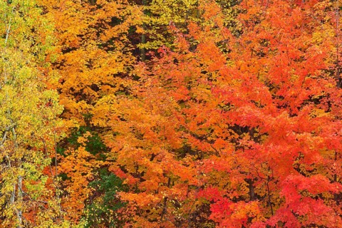 Maple (Acer), in bright orange, red and yellow tones, autumn, Vermont, New England, USA, North