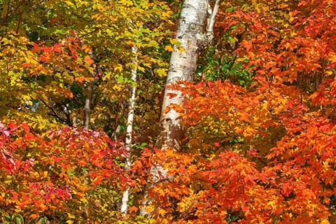 A forest with colourful maple (Acer), in yellow, red, orange and green, autumn, White-Mountain, New