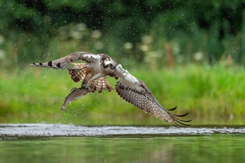Western osprey (Pandion haliaetus) hunting with a trout, Aviemore, Scotland, Great Britain