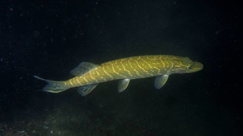 Pike (Esox lucius) at night, Wildsau dive site, Berlingen, Lake Constance, Switzerland, Europe