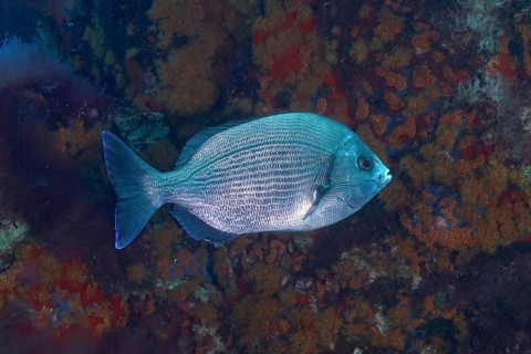 Black seabream (Spondyliosoma cantharus) in the Mediterranean Sea near Hyères, dive site marine