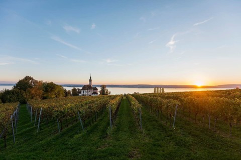 Pilgrimage church Birnau with vineyards in autumn, sunset, Uhldingen-Mühlhofen, Lake Constance,