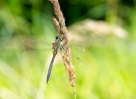 Yellow-spotted emerald (Somatochlora flavomaculata) sitting on a grass spike, with blurred green