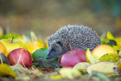European hedgehog (Erinaceus europaeus) adult animal walking over fallen apples on a garden lawn in