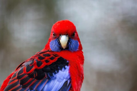 Close-up of a crimson rosella (Platycercus elegans)