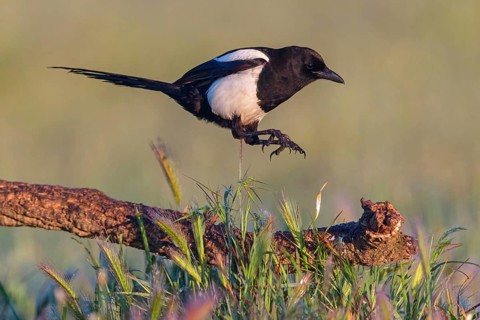 European magpie (Pica pica), flight photo, Hides De Calera / Steppe Raptors, Calera Y Chozas,