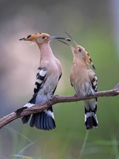 Hoopoe (Upupa epops) Bird of the Year 2022, courtship, mating, pair, male, female, with caterpillar