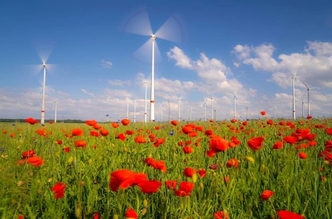 Wind farm, field with flower strips, insect-friendly border of fields with mixed flowers, poppies,