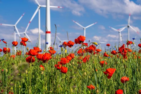Wind farm, field with flower strips, insect-friendly border of fields with mixed flowers, poppies,