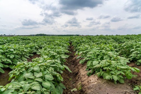 Potato field, potato ridges, early potatoes, 6 weeks after planting, just over 3 weeks until