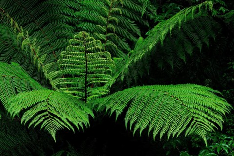Fern Branch, Westland National Park, South West New Zealand World Heritage Site, West Coast, South