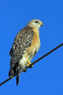 Red-shouldered hawk (Buteo lineatus), Venice Landfill, Venice, Florida, USA, North America