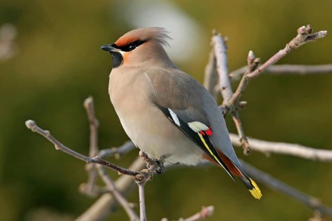 Bohemian waxwing (Bombycilla garrulus), Yes, Bad Dürkheim district, Rhineland-Palatinate, Federal