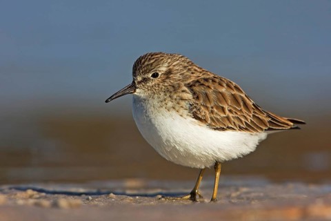 Least sandpiper (Calidris minutilla), Ft. De Soto Park, St. Petersburg, Florida, USA, North America