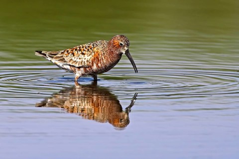 Curlew sandpiper (Calidris ferruginea), snipe family, Kalloni Salt Pans, Lesvos, Greece, Europe
