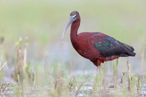 Glossy ibis (Plegadis falcinellus), Floating Hide fixed, Everglades NP, Florida, USA, North America