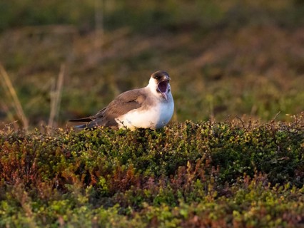 Arctic Skua (Stercorarius parasiticus), adult standing in tundra vegetation at midnight, yawning,