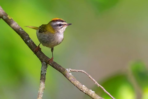 Goldcrest, Regulus ignicapillus, Luce, Mountain area, Luce, Styria, Slovenia, Europe
