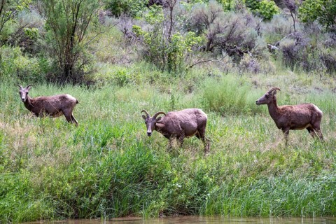 Dinosaur, Colorado, Bighorn sheep along the Green River in Dinosaur National Monument