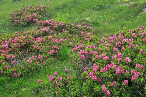 Flowering Rusty-leaved alpenrose perennials, Rhododendron ferrugineum, Swiss Alps