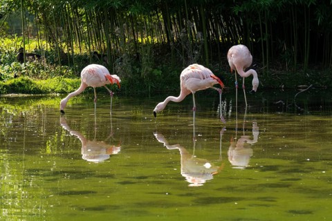 Flamingos (Phoenicopteridae) standing in a pond, reflection, Captive, North Rhine-Westphalia,