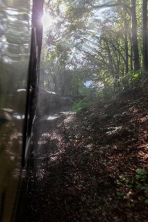 A train crosses a shady forest, illuminated by rays of sunlight shining through the leaves, Rügen,