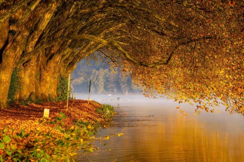 Autumn colours on the Platanen Allee, Hardenberg Ufer, lakeside path on Lake Baldeney, near Haus