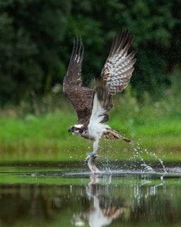 Western osprey (Pandion haliaetus) hunting with a trout, Aviemore, Scotland, Great Britain