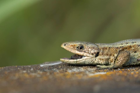 Common lizard (Zootoca vivipara) adult reptile with its mouth open on a wooden sleeper, England,