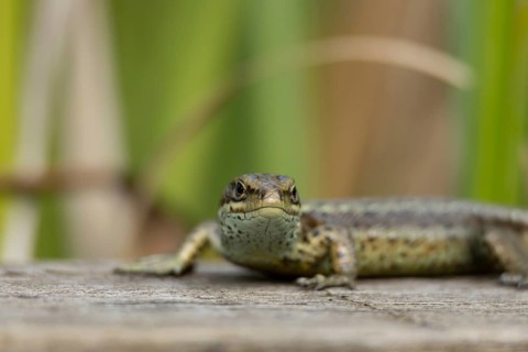 Common lizard (Zootoca vivipara) adult reptile basking on a wooden sleeper, England, United