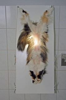 Neutering a cat, vet, Persian cat, preparation for surgery