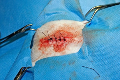 Vet, castration of a dog, male dog, suturing the wound after the operation
