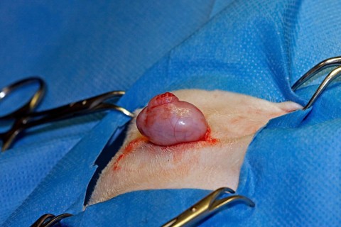 Vet, castration of a dog, male dog, highlighting of the testicles