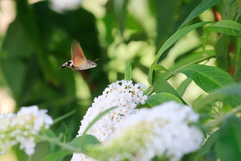 Dove tail (Macroglossum stellatarum), September, Saxony, Germany, Europe