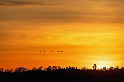 Flock of Common cranes (Grus grus) flying over forest in silhouette at sunset