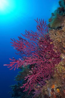 Red corals, Violescent sea-whip (Paramuricea clavata), stretch out under the shiny blue water. Dive