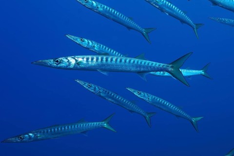 A small shoal of barracudas (Sphyraena sphyraena) swims in the ocean. Dive site Giens Peninsula,