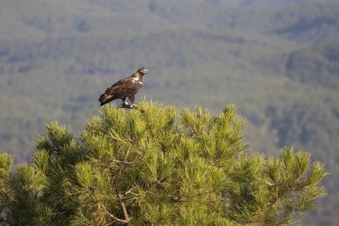 Iberian Eagle (Aquila adalberti), Spanish imperial eagle, Extremadura, Castilla La Mancha, Spain,