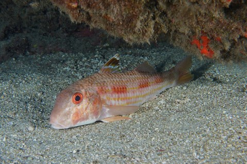 Striped red mullet (Mullus surmuletus) lies quietly on the sand. Dive site Roca Jolia, Las