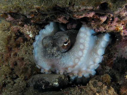 Close-up of an octopus, Common Octopus vulgaris, hiding in a reef between lava rocks at night. Dive