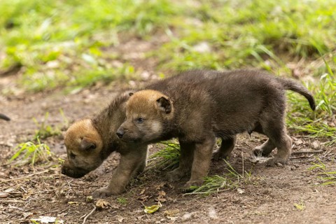 Two wolf pups running side by side and exploring their surroundings, European grey gray wolf (Canis