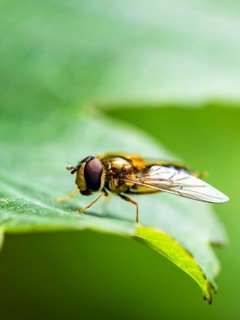 Marmalade Hoverfly, Episyrphus balteatus on leaf, Hoverfly, Hover fly