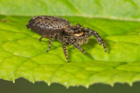A jumping spider (Marpissa muscosa) lurking on a green leaf, Baden-Württemberg, Germany, Europe