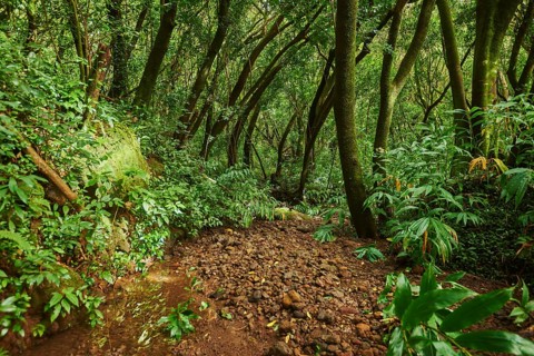 Landscape of Rainforest at the Lulumahu trail to the Lulumahu falls, Honolulu Watershed Forest