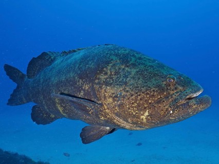 A large fish, atlantic goliath grouper (Epinephelus itajara), swims in the blue ocean. Dive site