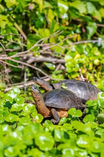 American tortoise (Rhinoclemmys funerea) among aquatic plants, Tortuguero National Park, Costa