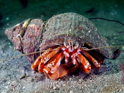 A Striped hermit crab (Pagurus anachoretus) in its grey-brown shell on a sandy bottom. Dive site