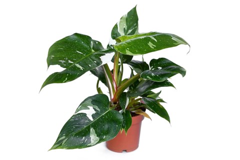 Potted tropical 'Philodendron White Princess' houseplant on white background