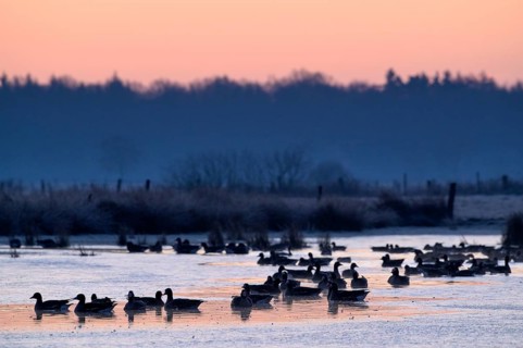 White-fronted Goose (Anser albifrons), at roost, in front of sunrise, dusk, morning, Dingdener